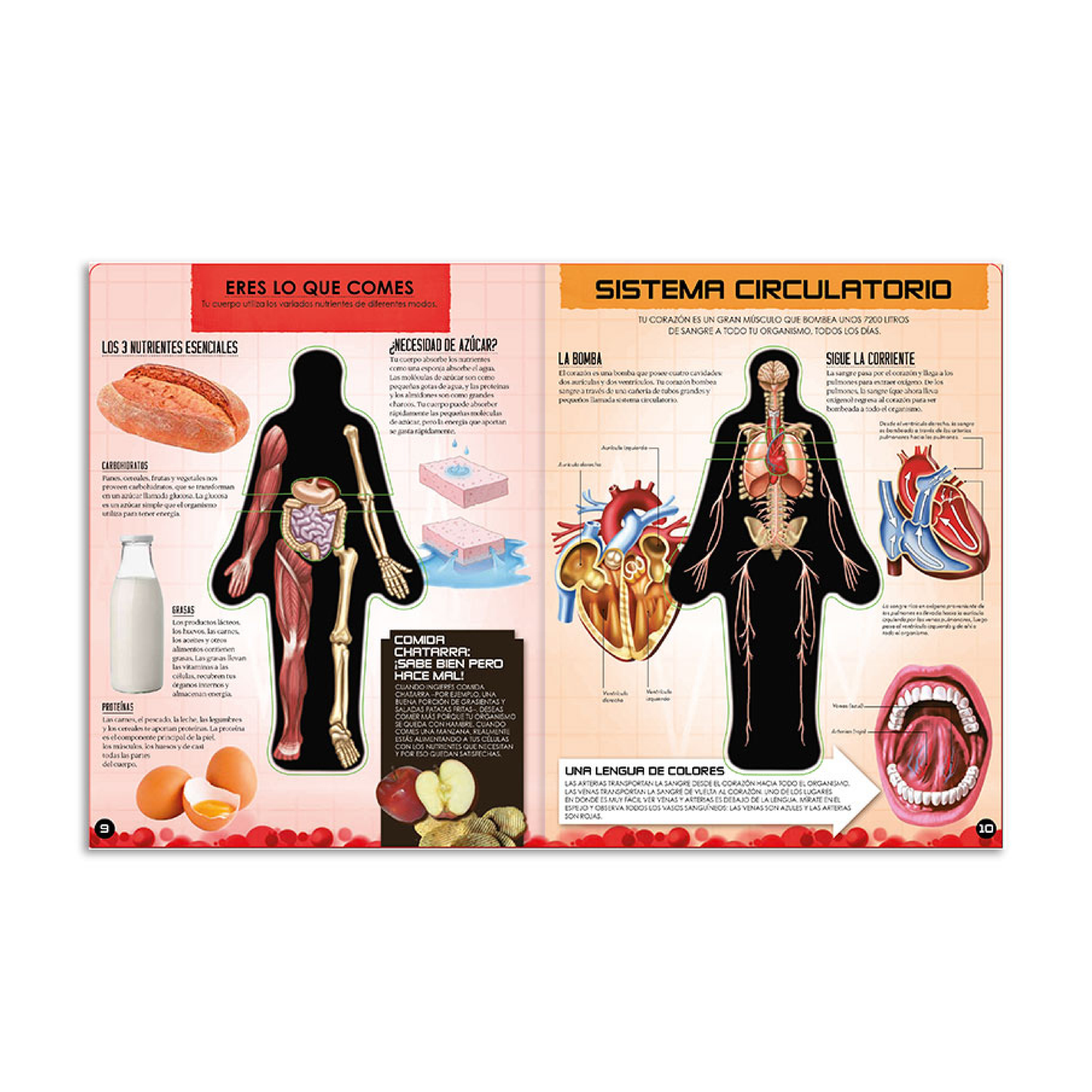 Libro Miremos Dentro Del Cuerpo Humano Catapulta