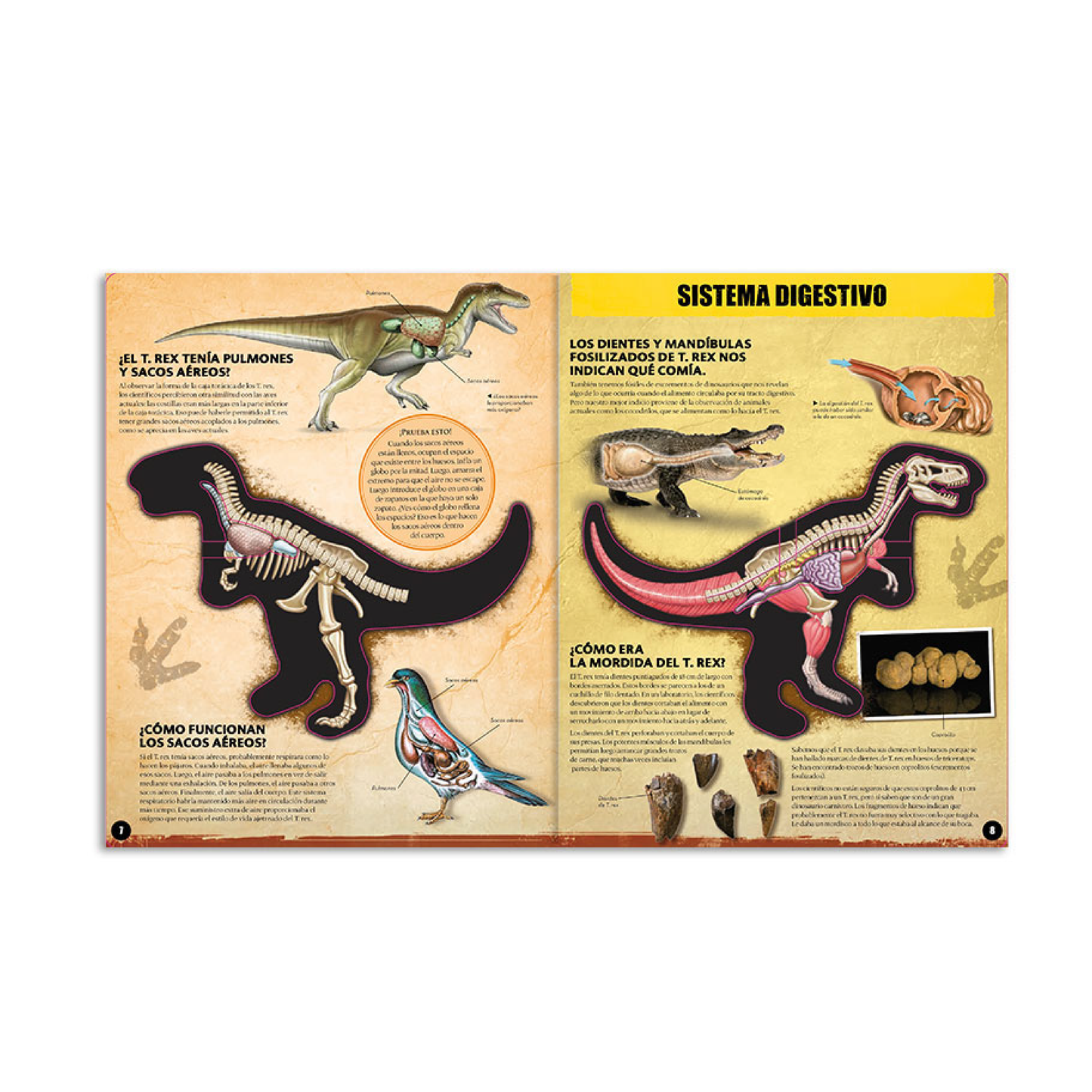 Libro Miremos Dentro Del T. Rex Catapulta