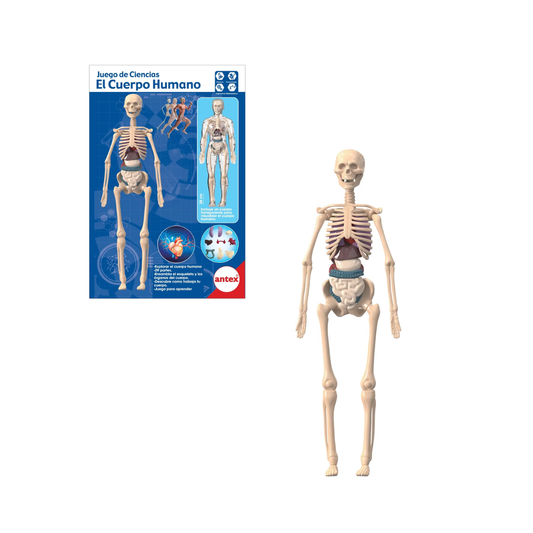 Maqueta Cuerpo Humano