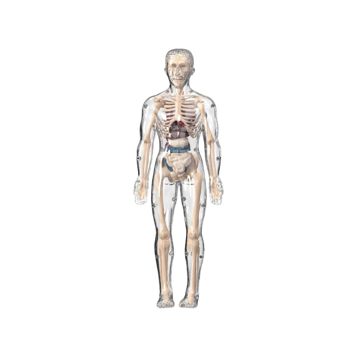 Maqueta Cuerpo Humano