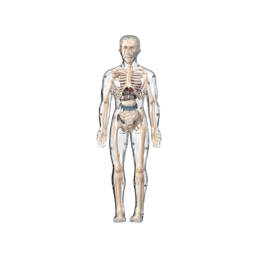 Maqueta Cuerpo Humano