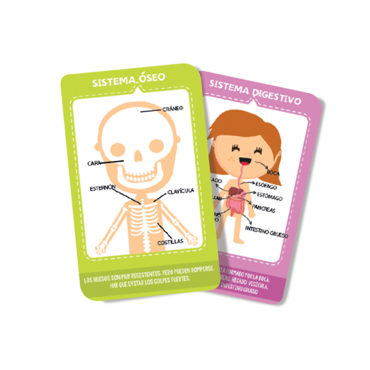Cartas Infantiles El Cuerpo Humano Plow